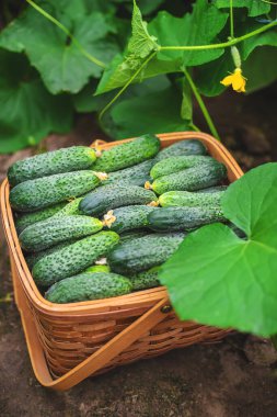 Sepette salatalık hasat et. Seçici odaklanma. Doğa.