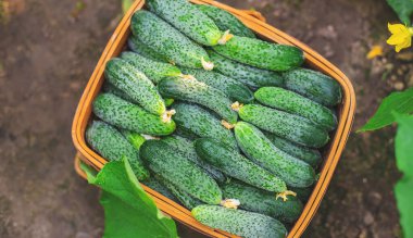 Sepette salatalık hasat et. Seçici odaklanma. Doğa.