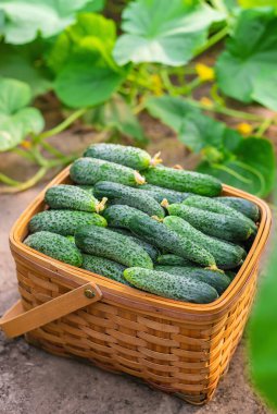 Sepette salatalık hasat et. Seçici odaklanma. Doğa.