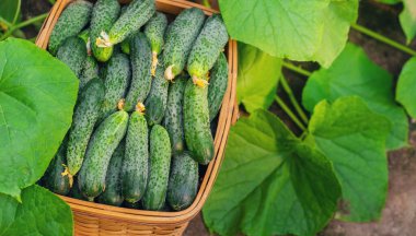 Sepette salatalık hasat et. Seçici odaklanma. Doğa.