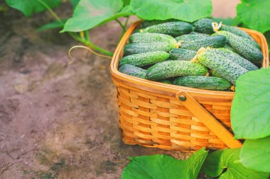 Sepette salatalık hasat et. Seçici odaklanma. Doğa.