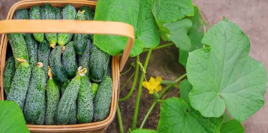 Sepette salatalık hasat et. Seçici odaklanma. Doğa.