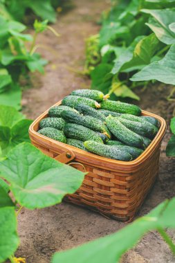 Sepette salatalık hasat et. Seçici odaklanma. Doğa.