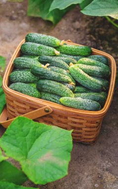 Sepette salatalık hasat et. Seçici odaklanma. Doğa.