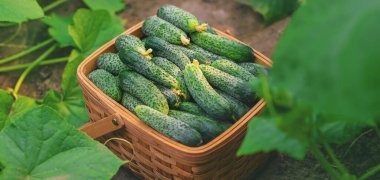 Sepette salatalık hasat et. Seçici odaklanma. Doğa.