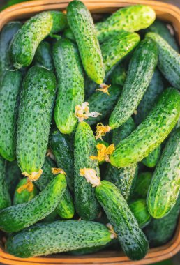 Sepette salatalık hasat et. Seçici odaklanma. Doğa.