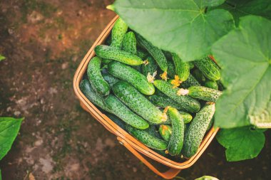 Sepette salatalık hasat et. Seçici odaklanma. Doğa.