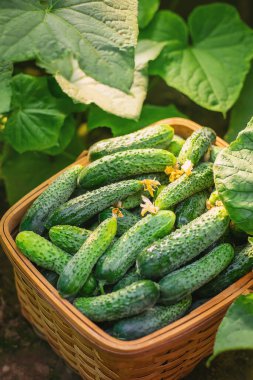 Sepette salatalık hasat et. Seçici odaklanma. Doğa.