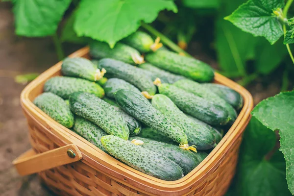 Gurken Korb Ernten Selektiver Fokus Natur — Stockfoto