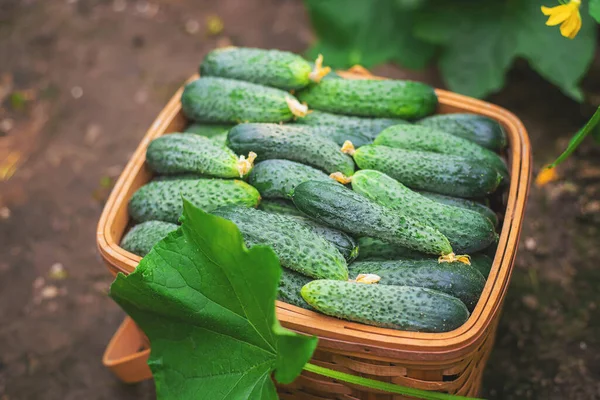 Gurken Korb Ernten Selektiver Fokus Natur — Stockfoto