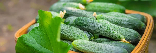 Cosechar Pepinos Una Canasta Enfoque Selectivo Naturaleza —  Fotos de Stock