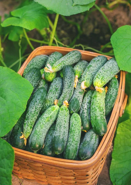 Oogst Komkommers Een Mand Selectieve Focus Aard — Stockfoto