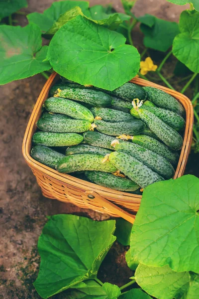 Gurken Korb Ernten Selektiver Fokus Natur — Stockfoto