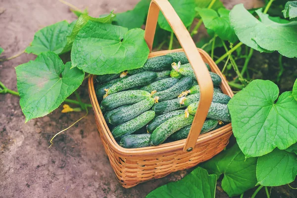 Gurken Korb Ernten Selektiver Fokus Natur — Stockfoto