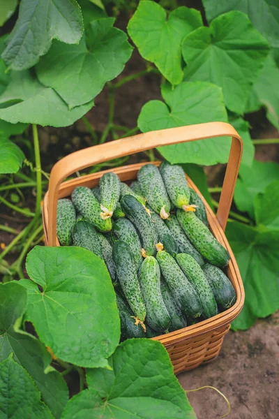 Harvest Cucumbers Basket Selective Focus Nature — Stock Photo, Image