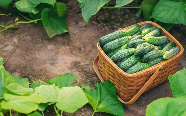 Colha Pepinos Cesto Foco Seletivo Natureza — Fotografia de Stock