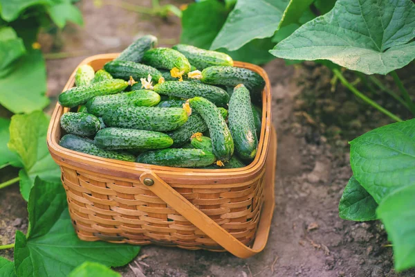 Harvest Cucumbers Basket Selective Focus Nature — Stock Photo, Image