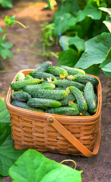 Gurken Korb Ernten Selektiver Fokus Natur — Stockfoto