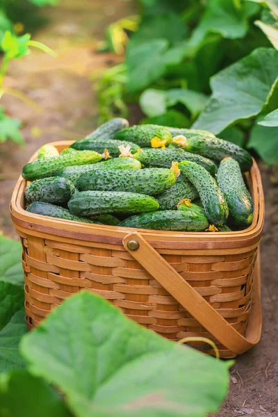 Gurken Korb Ernten Selektiver Fokus Natur — Stockfoto