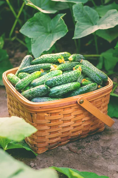 Gurken Korb Ernten Selektiver Fokus Natur — Stockfoto