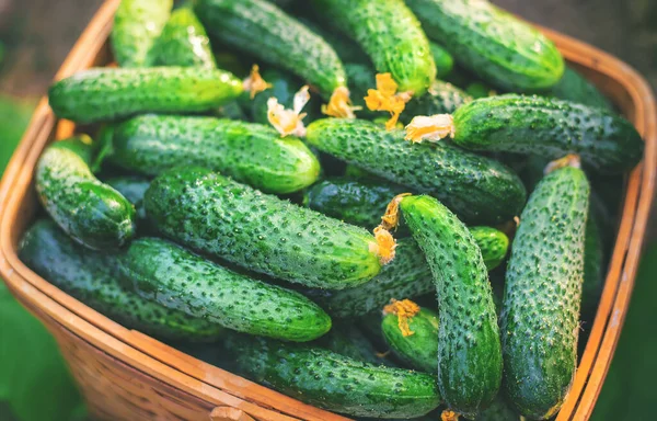 Gurken Korb Ernten Selektiver Fokus Natur — Stockfoto