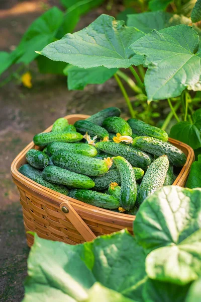 Cosechar Pepinos Una Canasta Enfoque Selectivo Naturaleza —  Fotos de Stock