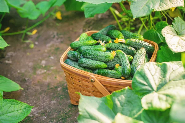 Gurken Korb Ernten Selektiver Fokus Natur — Stockfoto