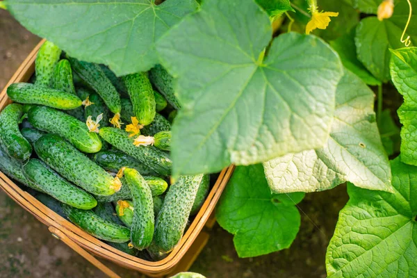 Colha Pepinos Cesto Foco Seletivo Natureza — Fotografia de Stock