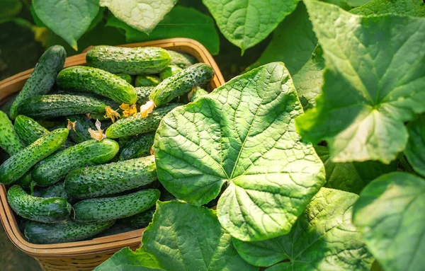 Uborkát Szüretelni Egy Kosárban Szelektív Fókusz Természet — Stock Fotó