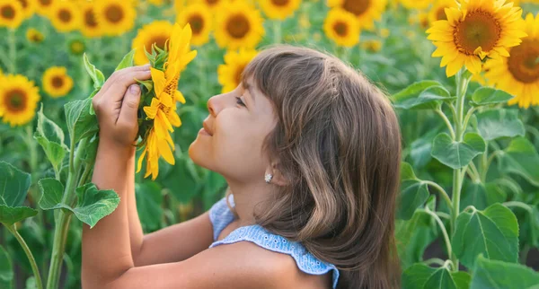 Kind Einem Feld Blühender Sonnenblumen Selektiver Fokus Natur — Stockfoto
