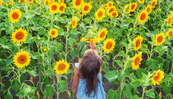 Criança Campo Girassóis Florescendo Foco Seletivo Natureza — Fotografia de Stock