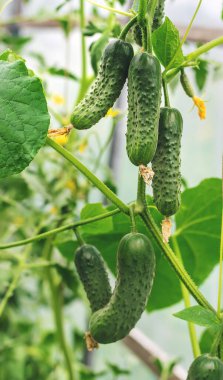 Ev yapımı salatalıklar saplarda yetişir. Seçici odaklanma. Doğa.