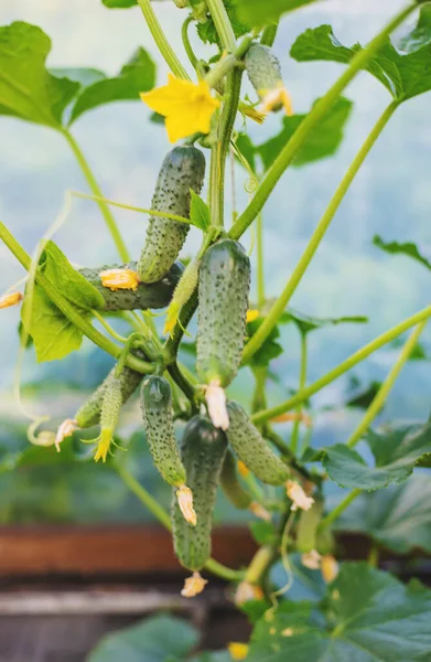 Hausgemachte Gurken Wachsen Stängeln Selektiver Fokus Natur — Stockfoto