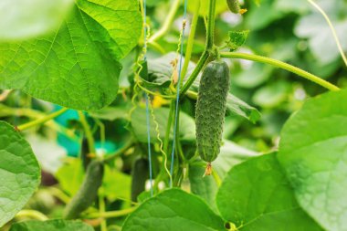 Ev yapımı salatalıklar saplarda yetişir. Seçici odaklanma. Doğa.