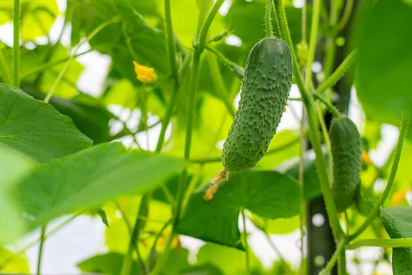 Homemade Cucumbers Grow Stems Selective Focus Nature — Stock Photo, Image