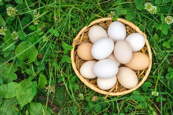 Ovos Galinha Caseiros Cesto Foco Seletivo Natureza — Fotografia de Stock