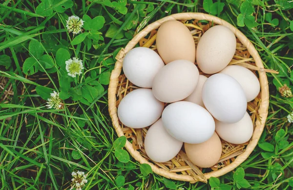 Ovos Galinha Caseiros Cesto Foco Seletivo Natureza — Fotografia de Stock