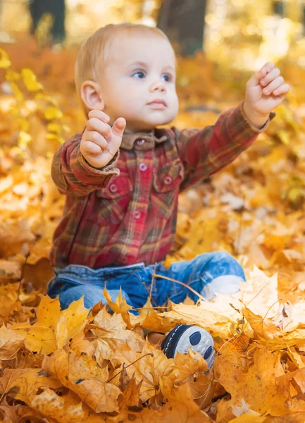 Little Kid Boy Park Autumn Leaves Selective Focus — Stock Photo, Image