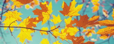 Ağaçta sonbahar yaprakları. Seçici odaklanma. Doğa.