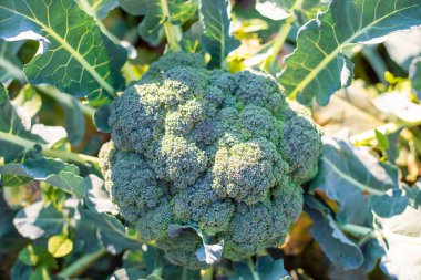 Brokoli bahçede yetişir. Seçici odaklanma. Doğa.