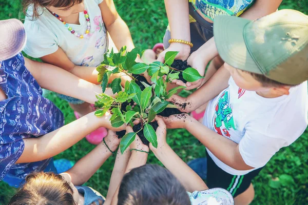 Children hold the earth and trees in their hands. Selective focus. nature.