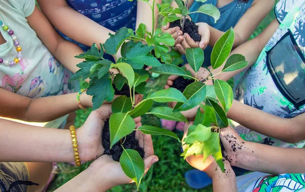 Dzieci Trzymają Ziemię Drzewa Swoich Rękach Wybiórcze Skupienie Charakter — Zdjęcie stockowe