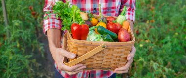 Çiftçi bir adam elinde sebze hasadı tutuyor. Seçici odaklanma. Doğa.