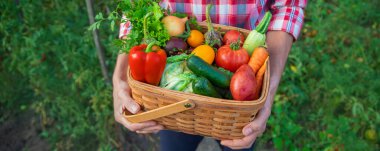 Çiftçi bir adam elinde sebze hasadı tutuyor. Seçici odaklanma. Doğa.