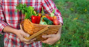 Çiftçi bir adam elinde sebze hasadı tutuyor. Seçici odaklanma. Doğa.