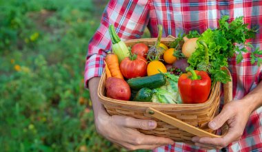 Çiftçi bir adam elinde sebze hasadı tutuyor. Seçici odaklanma. Doğa.