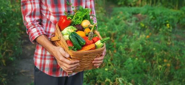 Contadino Tiene Mano Raccolto Verdure Concentrazione Selettiva Natura — Foto Stock