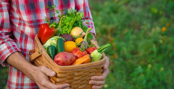 Man Farmer Holds Harvest Vegetables His Hands Selective Focus Nature — Stock Photo, Image