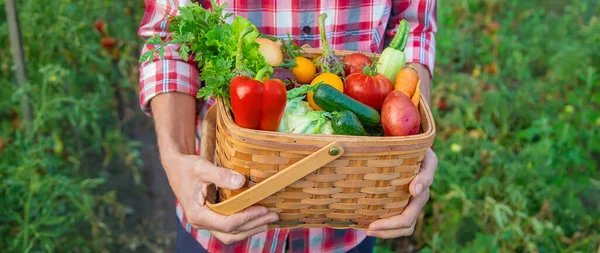 Çiftçi bir adam elinde sebze hasadı tutuyor. Seçici odaklanma. Doğa.