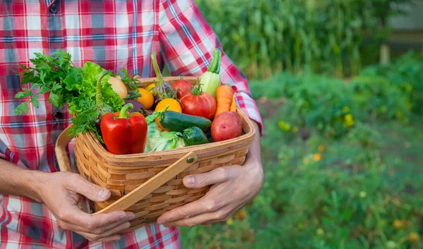 Hombre Agricultor Tiene Una Cosecha Verduras Sus Manos Enfoque Selectivo — Foto de Stock